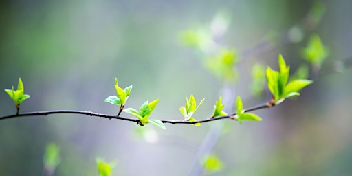 Primaire afbeelding van Nature Bathing for Wellbeing - Springfield Park E5