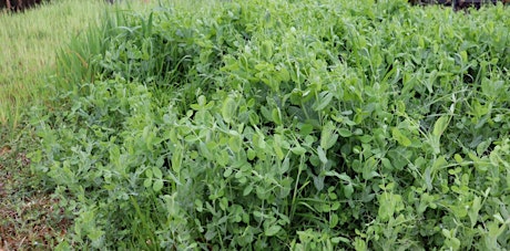 Understanding Legumes: Beans and Clovers in Your Farm or Wildlife Food Plot