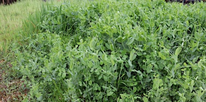 Hauptbild für Understanding Legumes: Beans and Clovers in Your Farm or Wildlife Food Plot