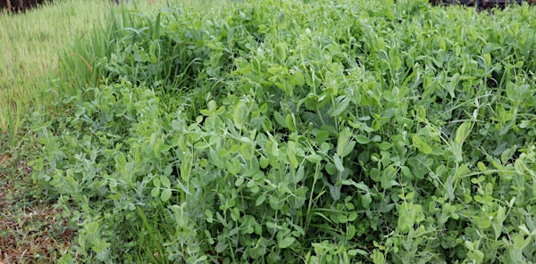 Understanding Legumes: Beans and Clovers in Your Farm or Wildlife Food Plot