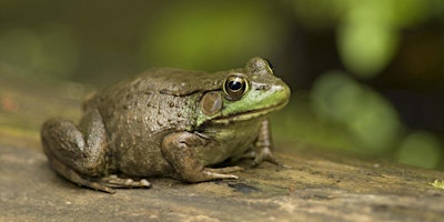 Imagem principal do evento Frog & Salamander Hike (herpetology focused)