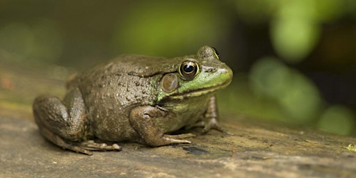 Imagem principal de Frog & Salamander Hike (herpetology focused)