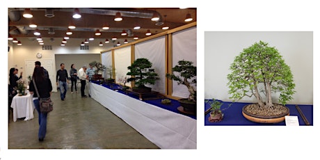 Annual Bonsai  Society Show 2024