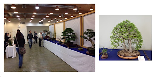 Annual Bonsai  Society Show 2024 primary image