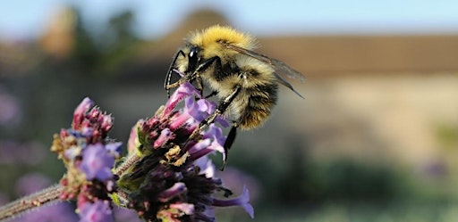 Primaire afbeelding van Langdon Bee ID for Beginners