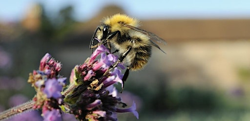 Langdon Bee ID for Beginners primary image