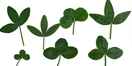 Livestock Forages of Nassau County: Clovers