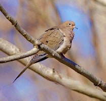 Forestry for the Birds Workshop primary image