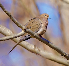 Forestry for the Birds Workshop