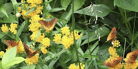 Creating a Backyard Wildlife Sanctuary with Betsy and Barbara