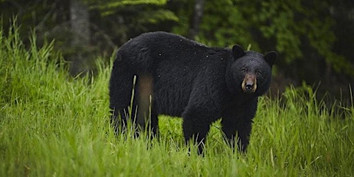 Imagem principal de Bear Trapping Education - Augusta