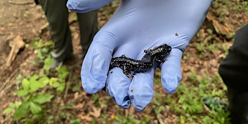 Imagen principal de Amphibian Monitoring Field Studies