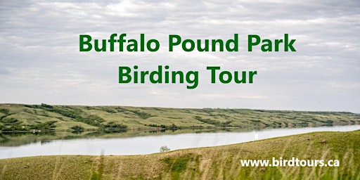 Hauptbild für Buffalo Pound Park Birding Tour