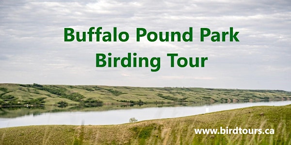 Buffalo Pound Park Birding Tour