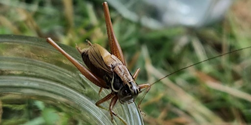 Primaire afbeelding van Frogs & Minibeasts Hunt at Cassiobury Park