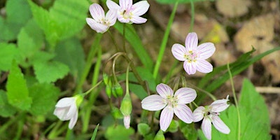 Hauptbild für Foundation for Geauga Parks - May Explorers Series Outing