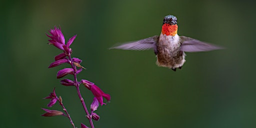 Imagem principal do evento Birding at Burden May 2024