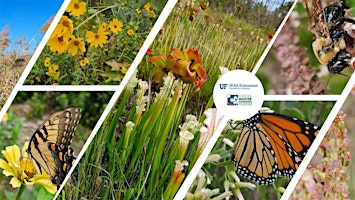 Primaire afbeelding van Milkweed uses and propagation