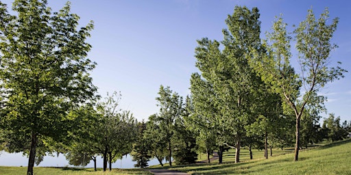 Hauptbild für YYC Trees: Bowness Park Tree Tour - Guided Walk