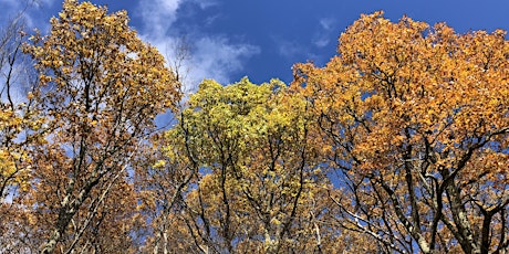 Hauptbild für All About Trees (Spring Course)