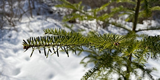 Image principale de Woodbury Mountain BioBlitz: Winter to Spring Ecology Walk