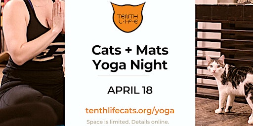 Primaire afbeelding van Cats N' Mats Yoga Night -  April  2024