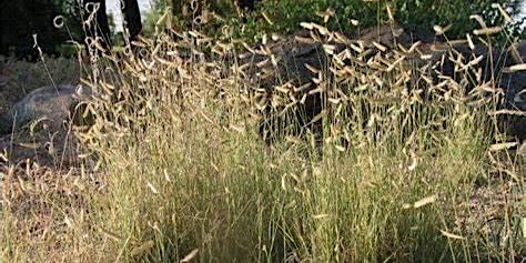 Hauptbild für 2024 Native Grass ID Workshop  - Saturday, June 22 - 10:00am - 1:00pm