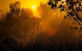 Hauptbild für DAWN CHORUS FOREST BATHING