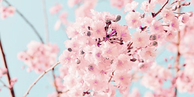 Image principale de Blossom Bathing