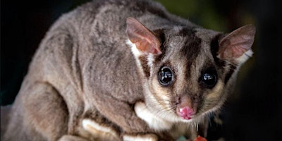 Immagine principale di Backyard Biodiversity Wildlife Show, ages 5-12 