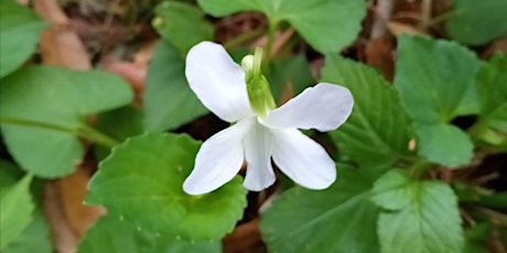 Plant ID Walk: Urban Edible & Medicinal Forage at the Dome House in Spring!