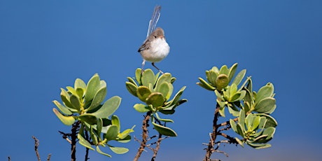 Imagen principal de Fauna Friendly Gardens with Bamford Consulting Ecologists