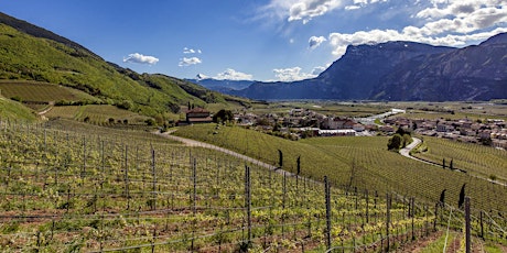 Il Giardino del Vino più bello d’Europa - Tra le montagne