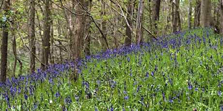 Spring Walk at Low Burnhall, Durham