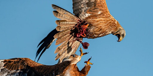 Immagine principale di Argaty Red Kites - an Evening Lecture with Tom Bowser 
