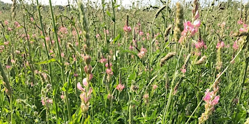 Imagem principal de CHCx3 Herbal ley field trials demonstration and workshop