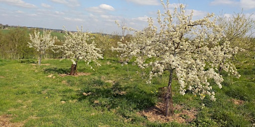 Imagen principal de Community Orchards and Mini Forests a SustFest Event