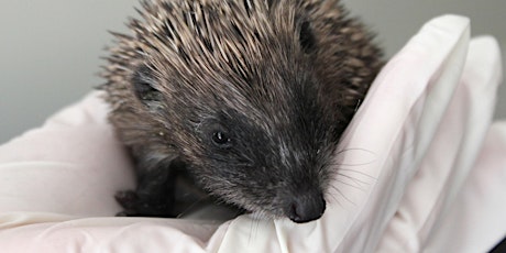 Caring for Hoglets and Wild Hedgehog Foster Care