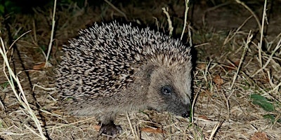 Hedgehog+survey+workshop+-+Penrhyn+Road+and+t