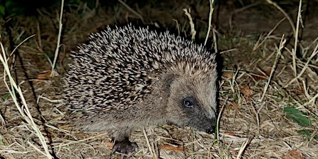 Hedgehog survey workshop - Penrhyn Road and then Clay Hill primary image