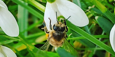 Imagem principal de Bumblebees & Other Pollinators Workshop