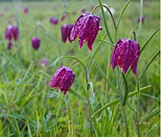 Mottey Meadows Fritillary Walk primary image