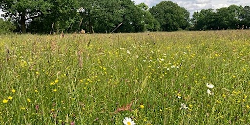 Primaire afbeelding van Mottey Meadows Summer walk