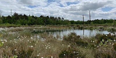 Chartley Moss Summer walk primary image