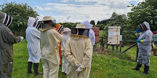 Imagem principal do evento Keeping Honey Bees Beginners 1 day course