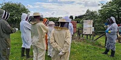 Imagem principal do evento Beekeeping Experience