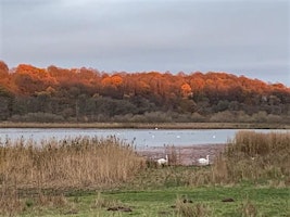 Primaire afbeelding van Aqualate Mere Bat Walk