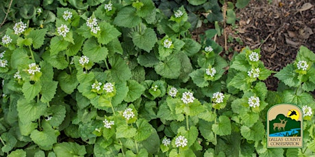 Voas Volunteer Day: Garlic Mustard Removal