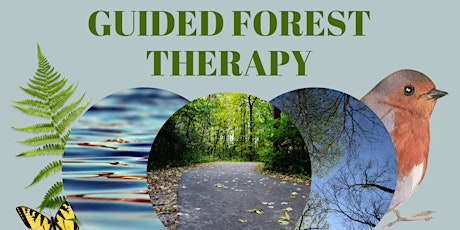 Guided Forest Therapy Walk with Nicole Kennedy primary image