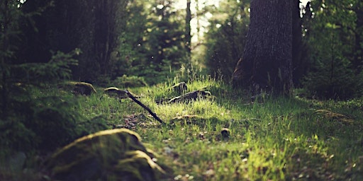 Hauptbild für Forest Bathing+ An Introduction at Wendover Woods: Friday 19th April